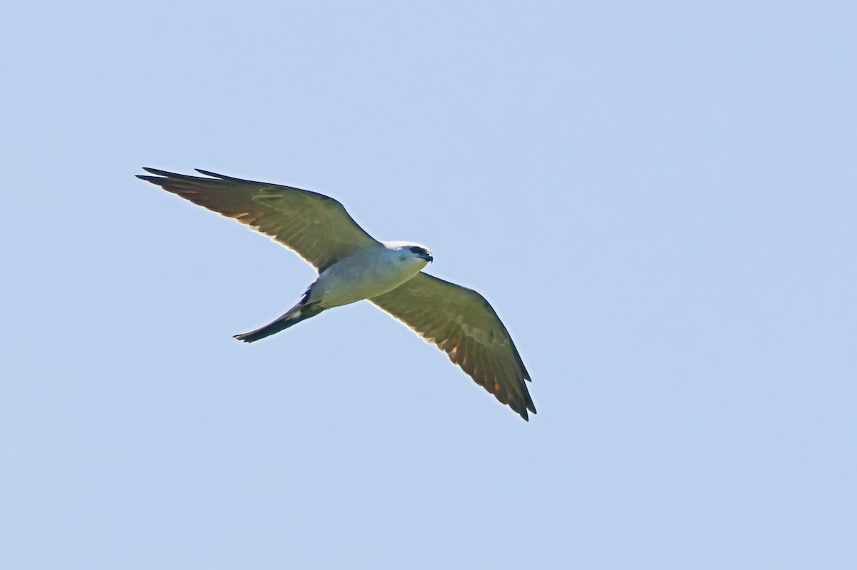 Mississippi Kite - ML564976631