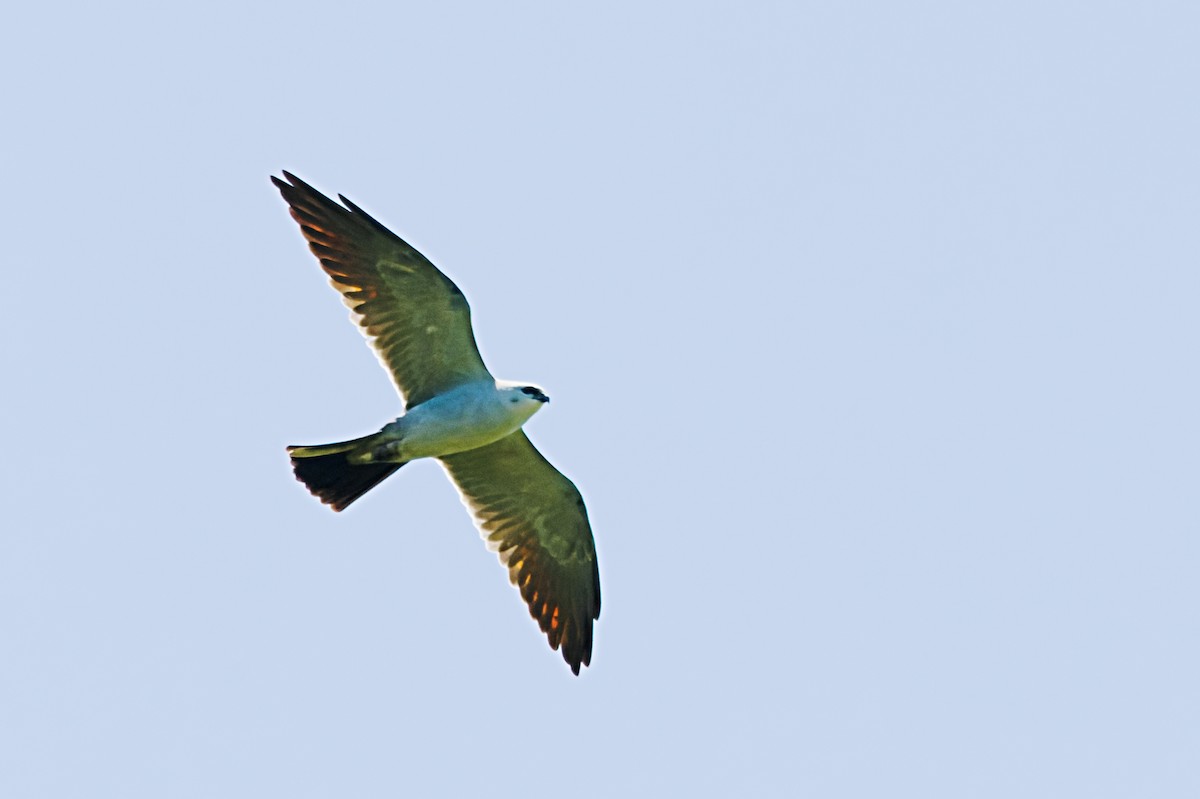 Mississippi Kite - ML564976641