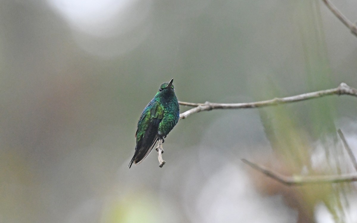 Short-tailed Emerald - Christoph Moning