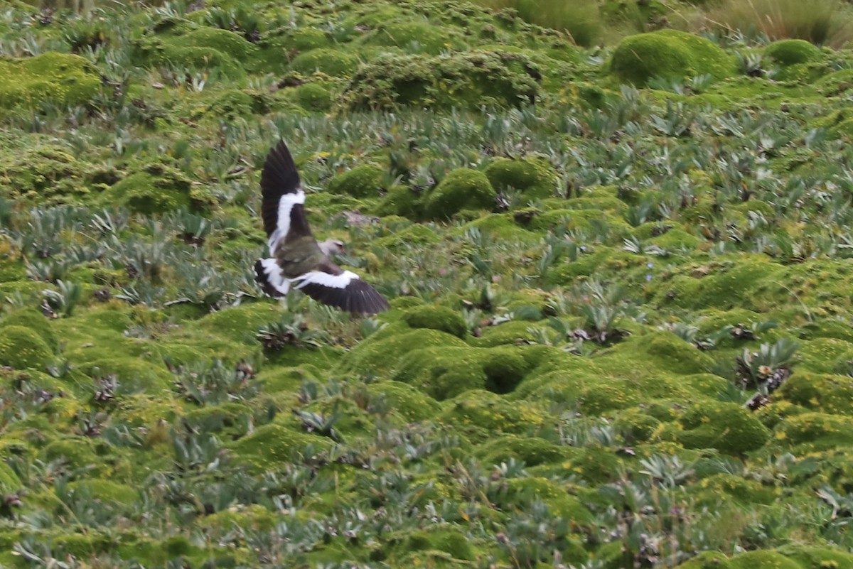 Andean Lapwing - ML564977781
