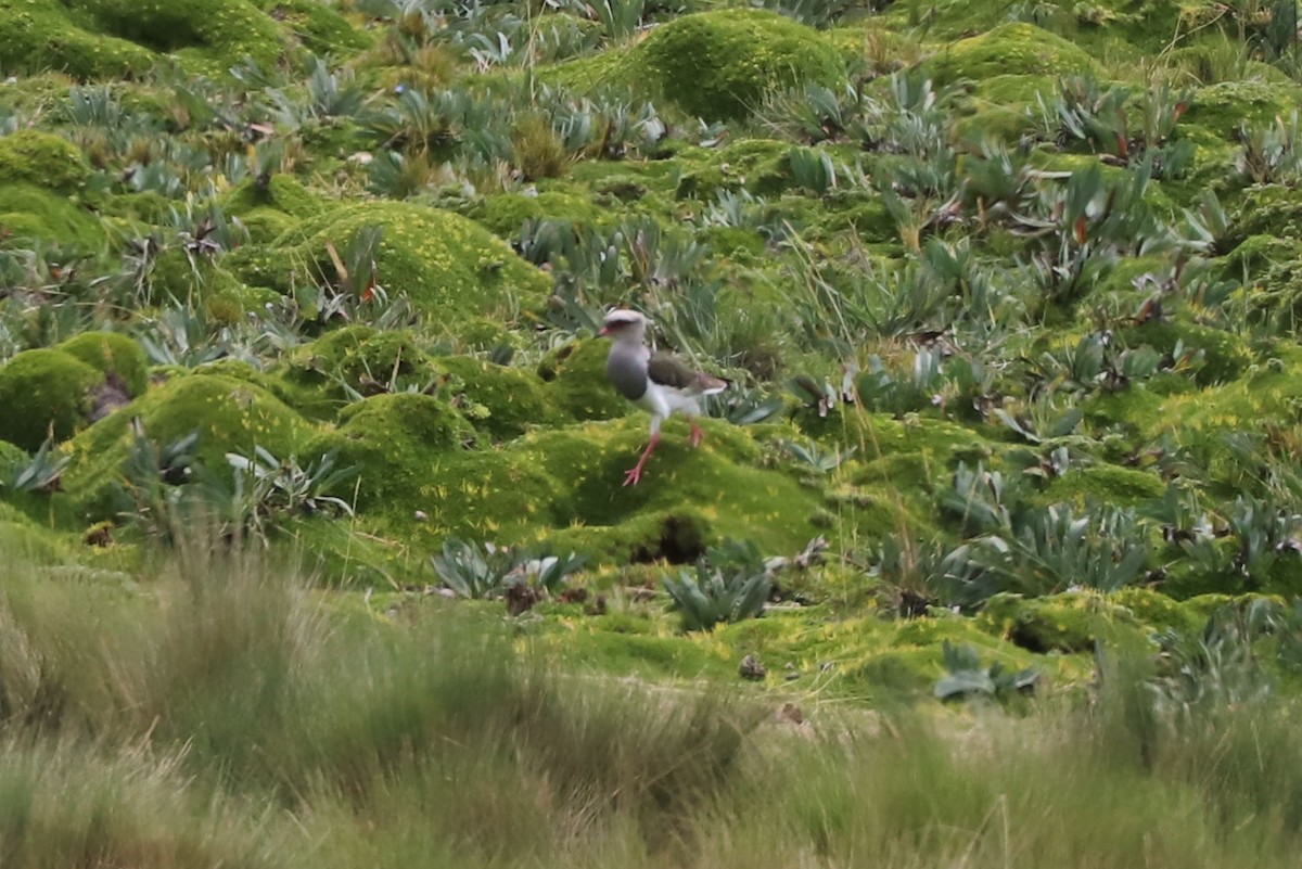Andean Lapwing - ML564977801