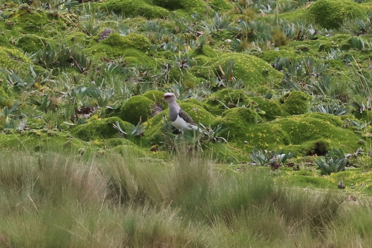 Andean Lapwing - ML564977811