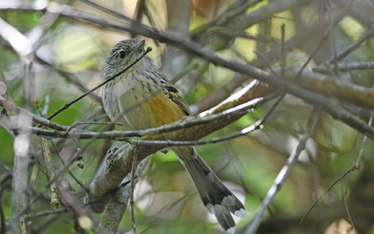 Klages's Antbird - ML564977971