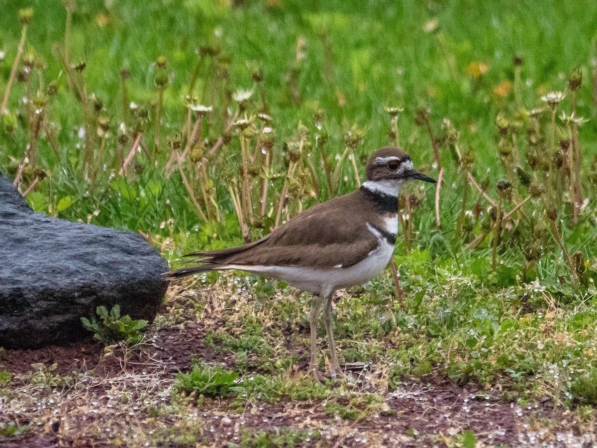 Killdeer - ML564978531