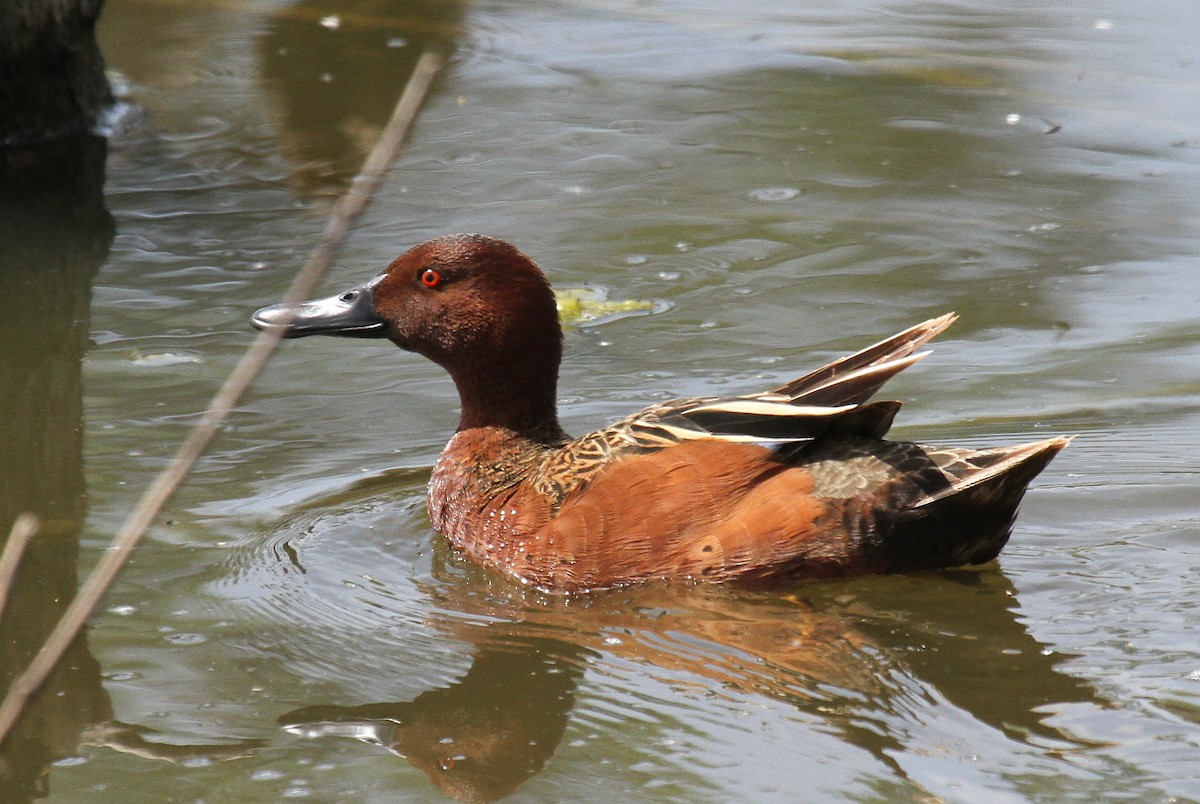 Cinnamon Teal - ML56497901