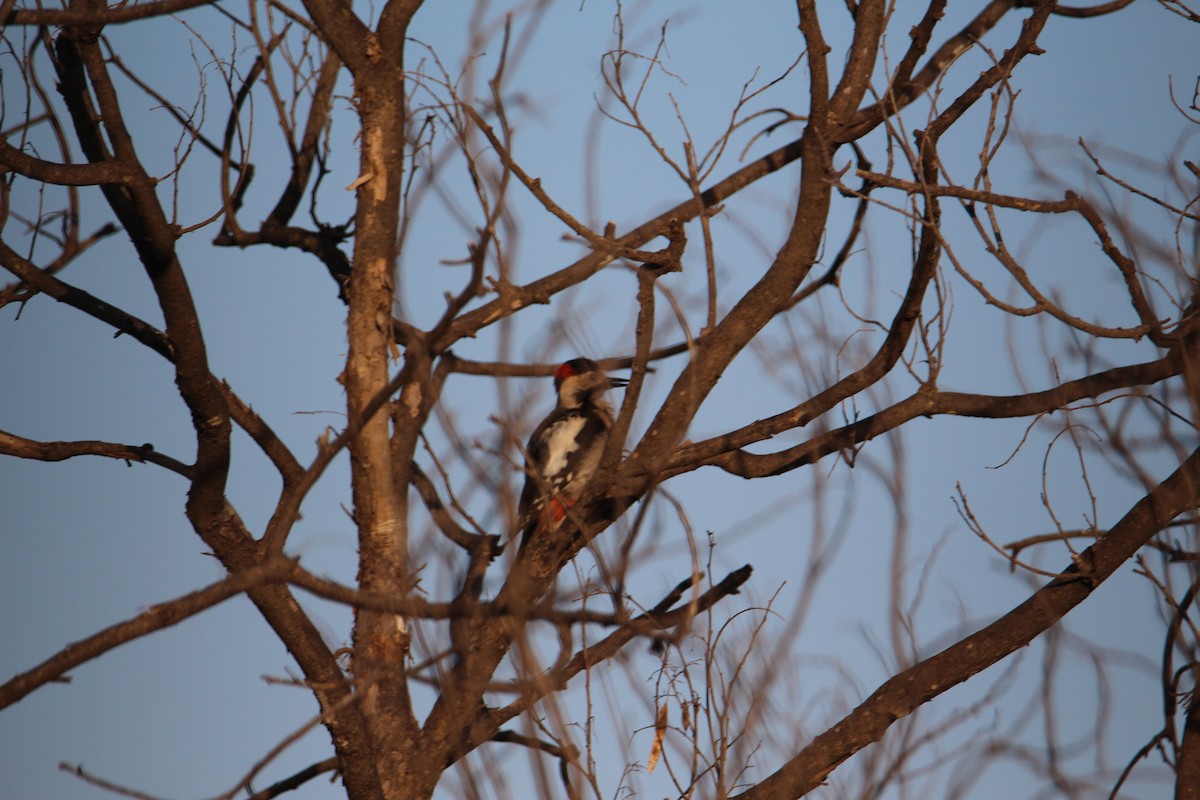 Syrian Woodpecker - ML564979471