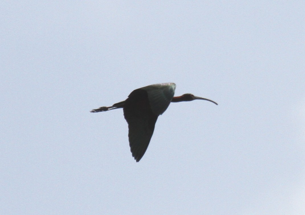 ibis americký - ML56497991