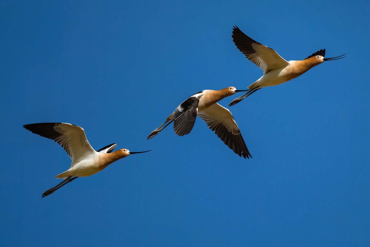 Avocette d'Amérique - ML564979911