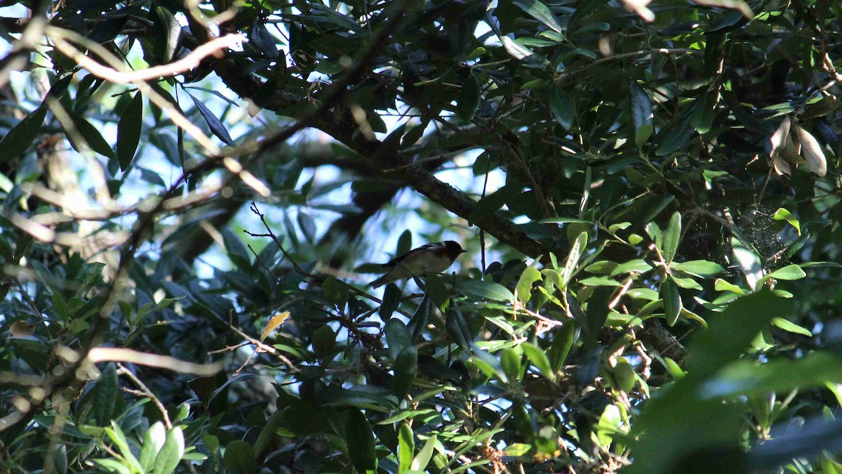 Bay-breasted Warbler - ML564982671