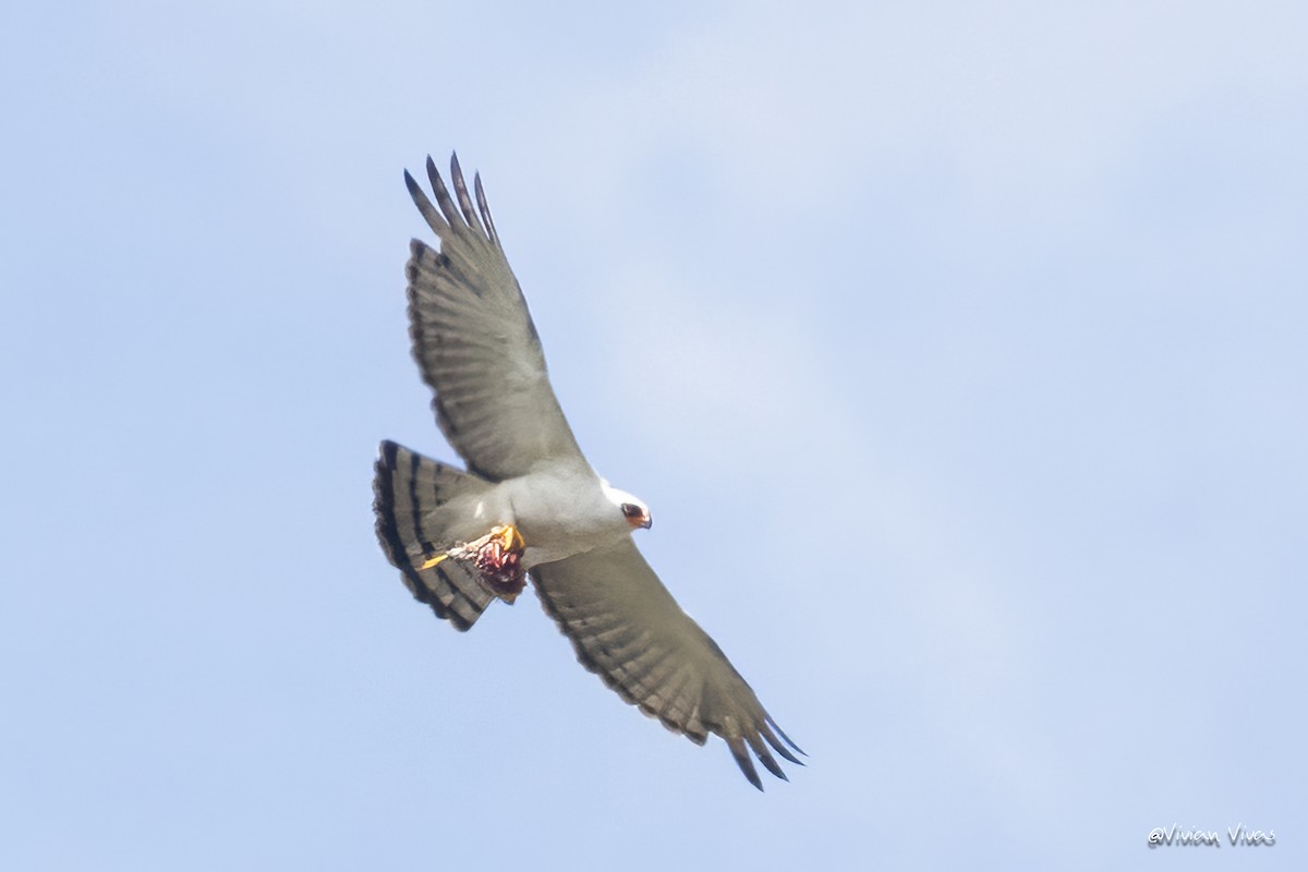 Black-and-white Hawk-Eagle - ML564982801