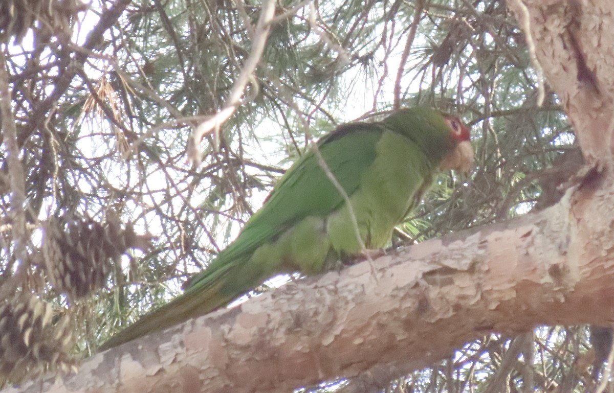 Mitred Parakeet - Oli Bailey