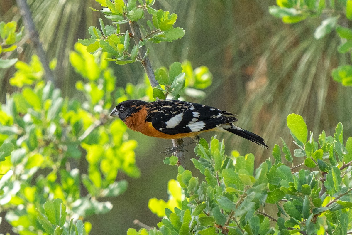 Black-headed Grosbeak - ML564983361