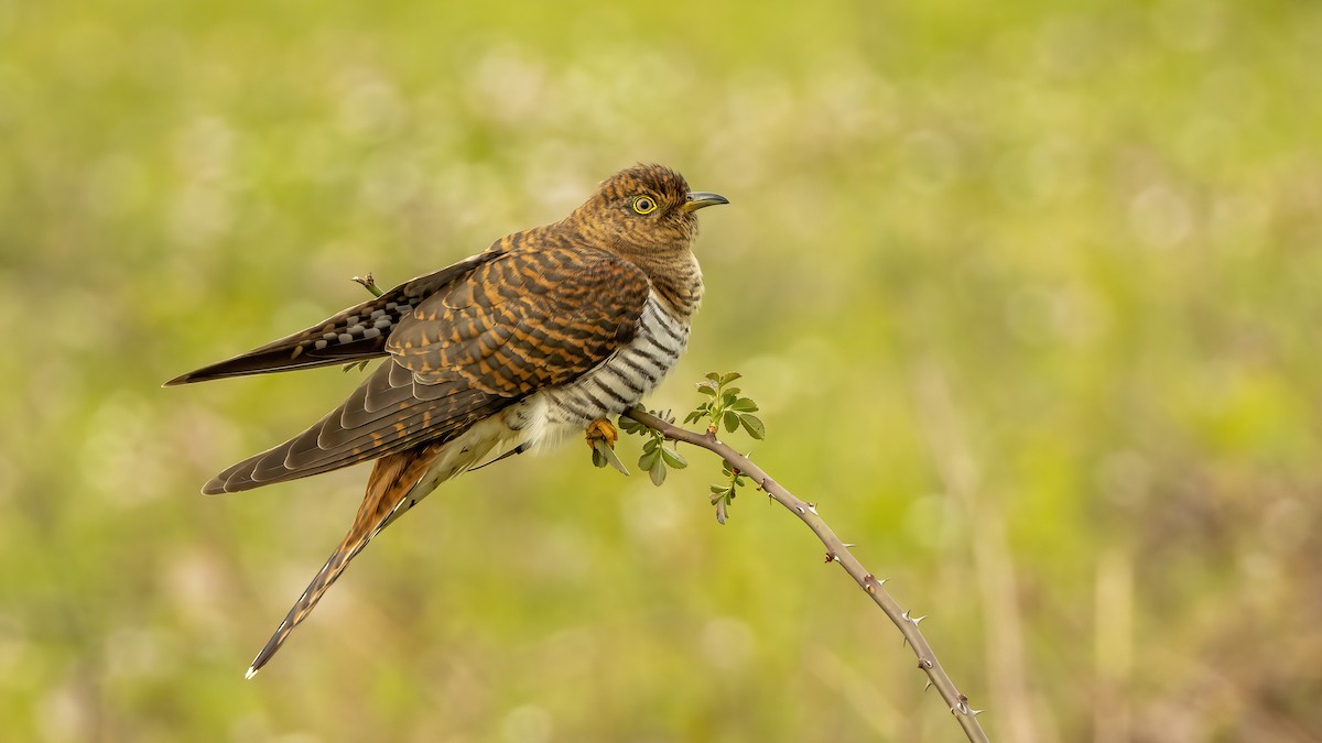Common Cuckoo - Korhan Urgup