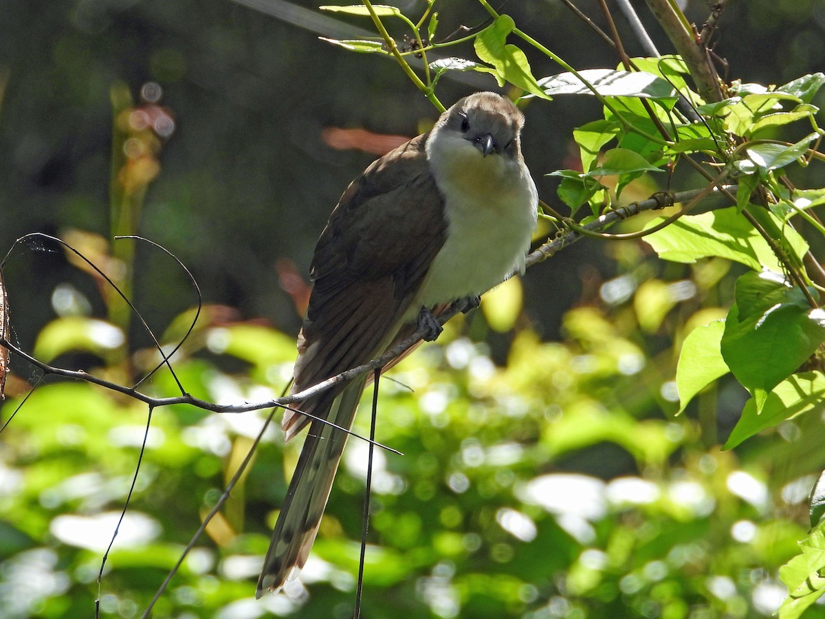 Black-billed Cuckoo - Dianne Phillips