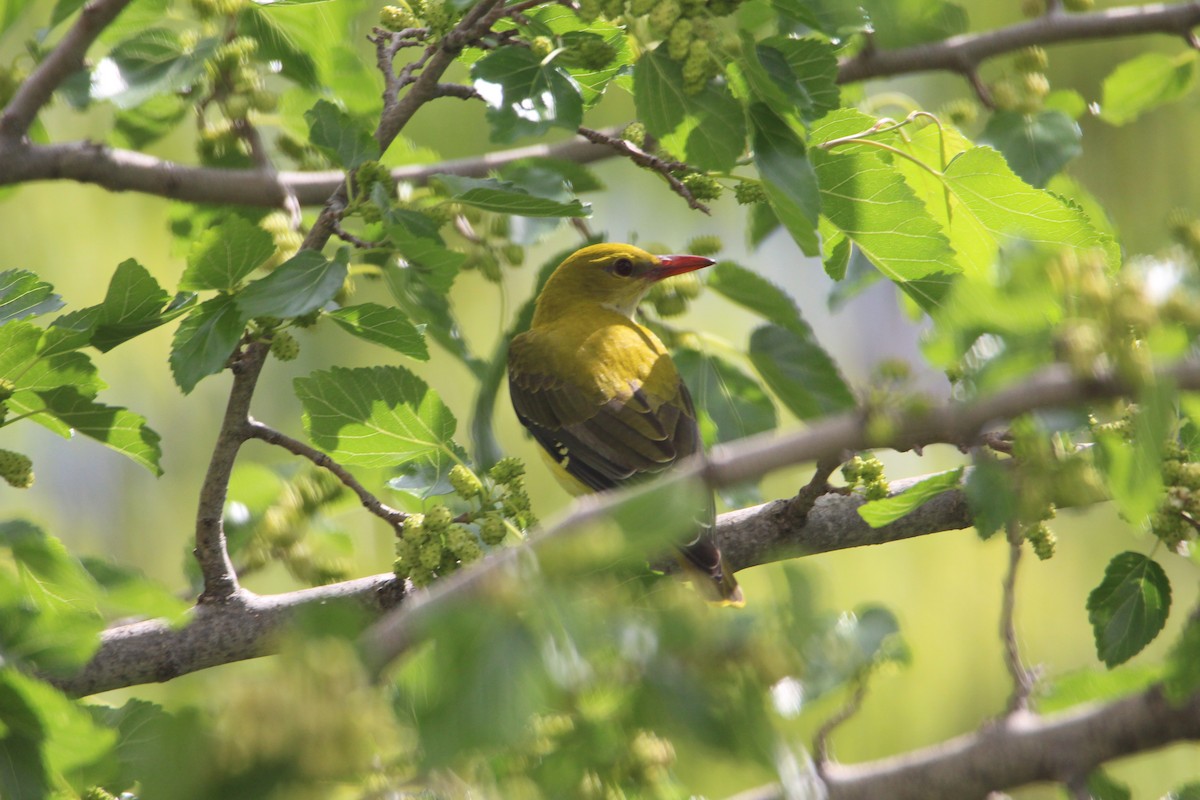 Eurasian Golden Oriole - ML564983741