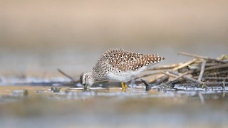  - Wood Sandpiper