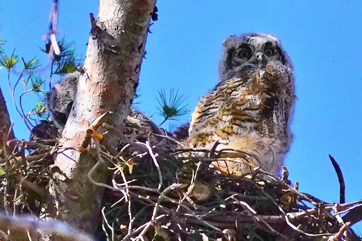 Great Horned Owl - ML564984471