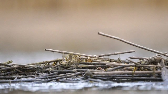 grønnstilk - ML564985351
