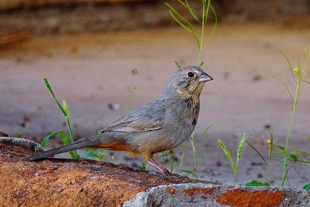 Canyon Towhee - ML564985371