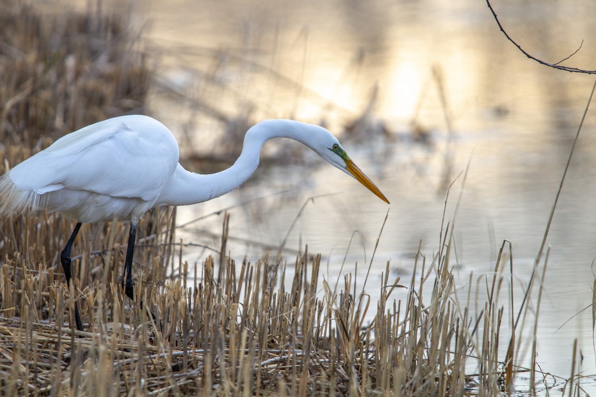 Great Egret - ML564986121