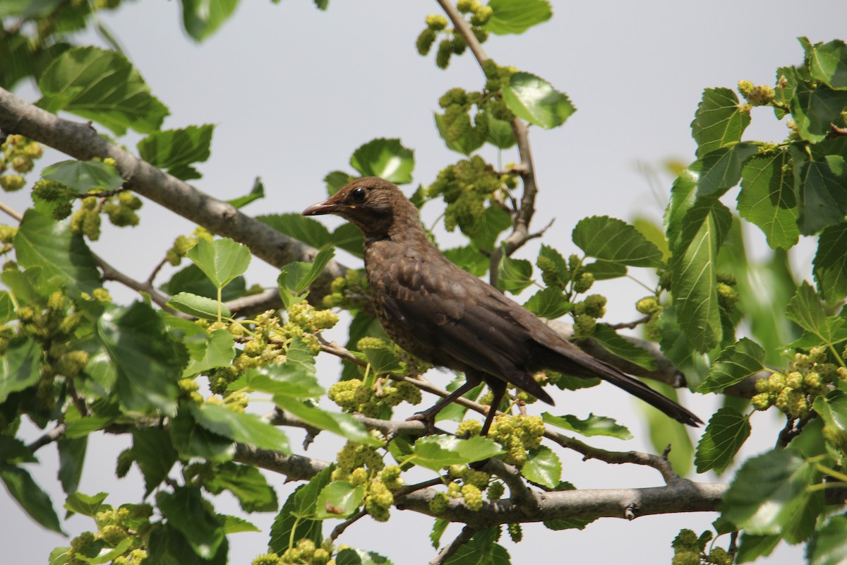 Eurasian Blackbird - ML564986691