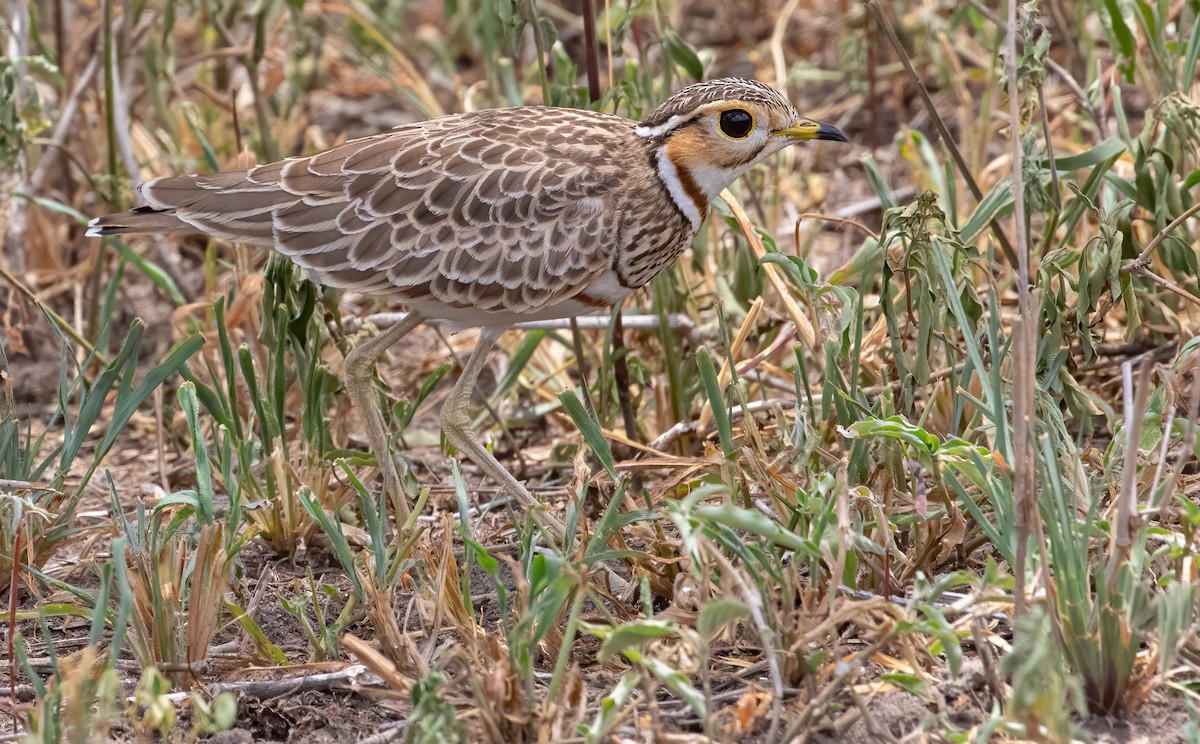 Three-banded Courser - ML564987401