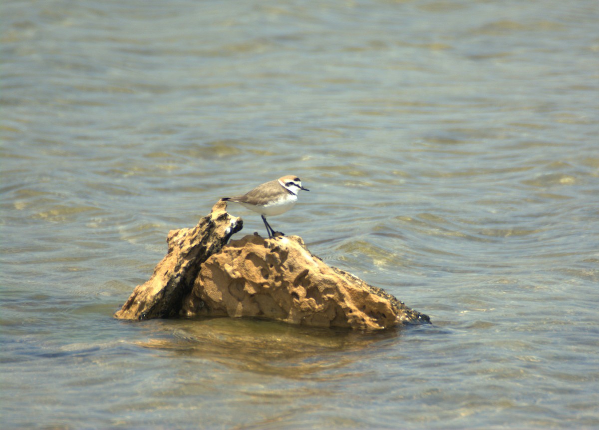 Kentish Plover - ML564988051