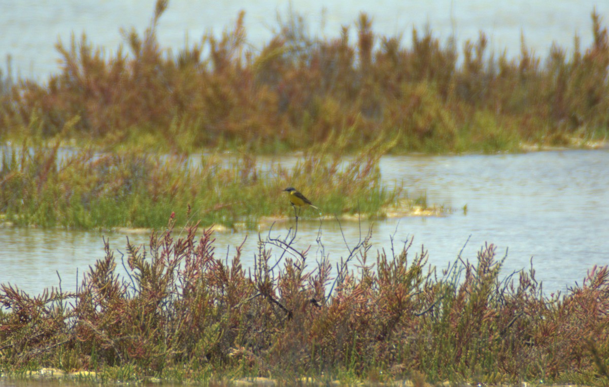 Western Yellow Wagtail (thunbergi) - ML564988121