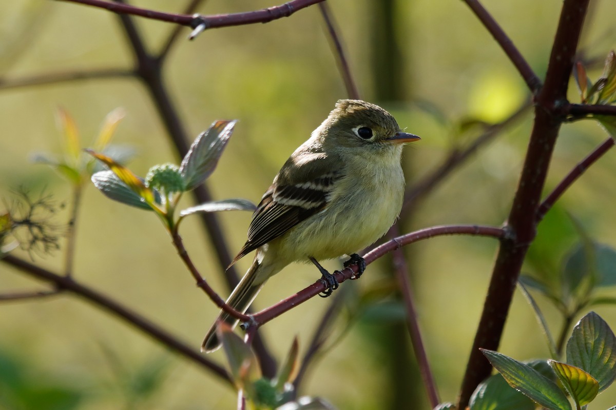 Western Flycatcher (Pacific-slope) - ML564989731