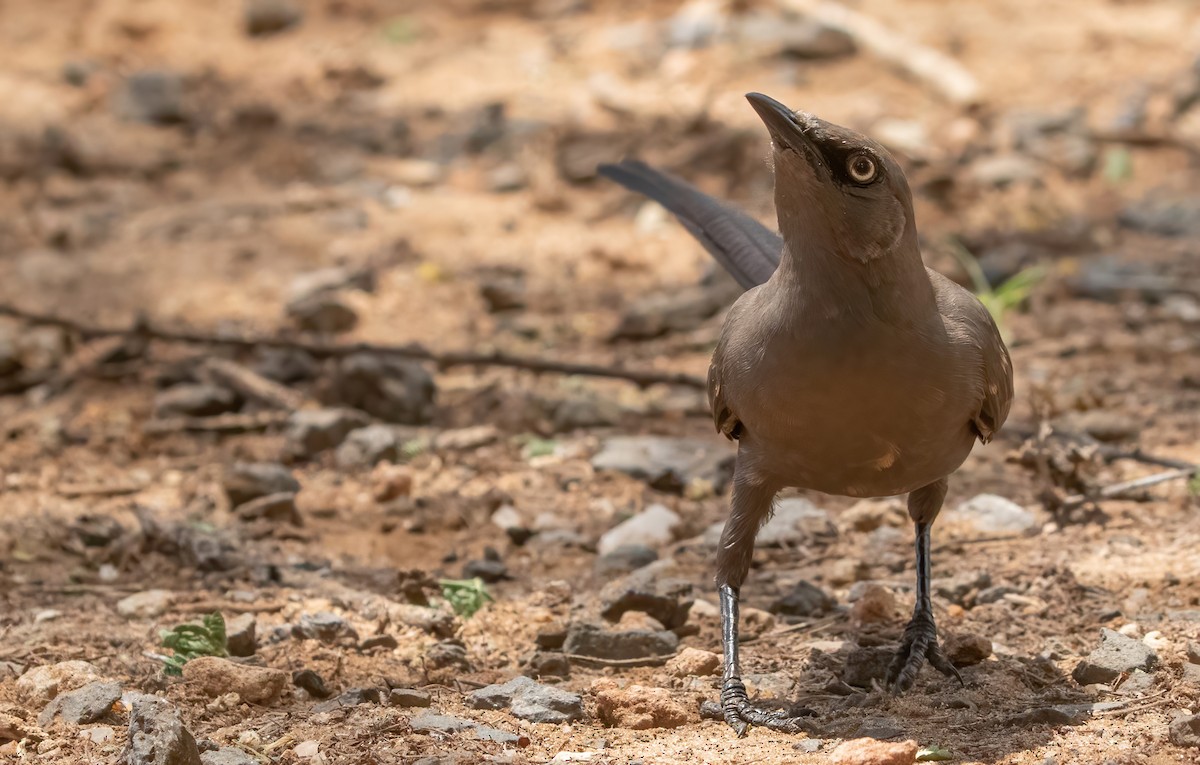 Ashy Starling - George Armistead | Hillstar Nature