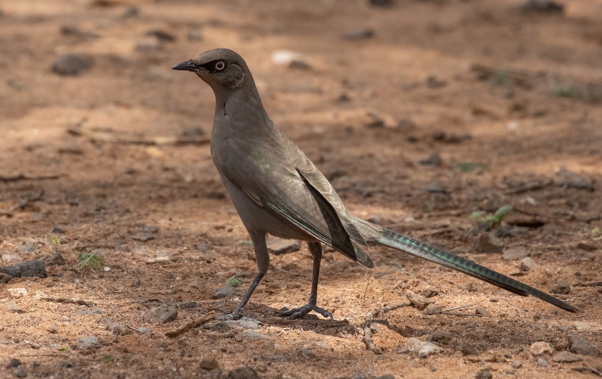 Ashy Starling - George Armistead | Hillstar Nature