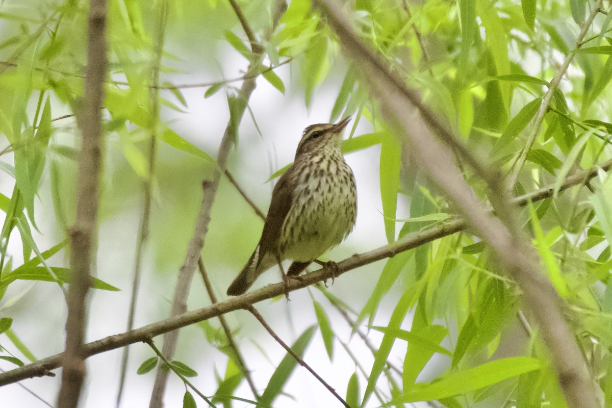 Northern Waterthrush - ML564989891