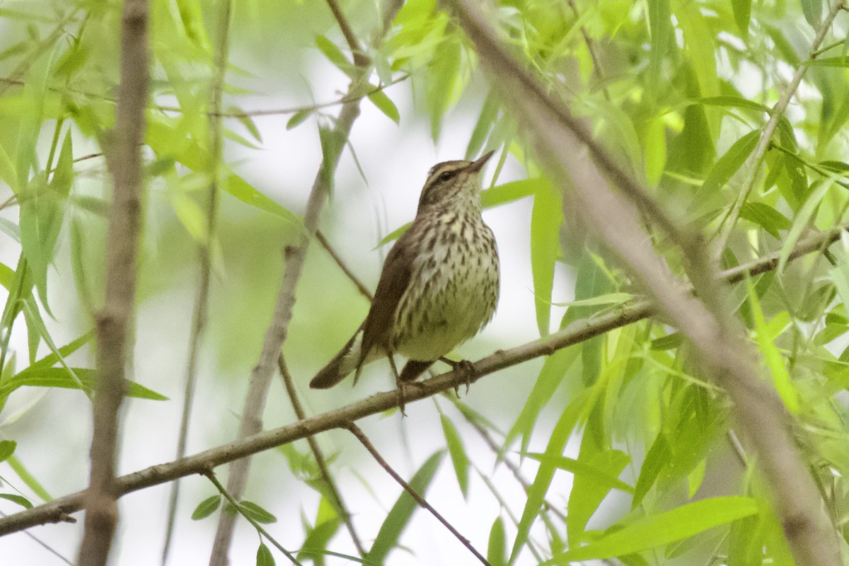 Northern Waterthrush - ML564989901