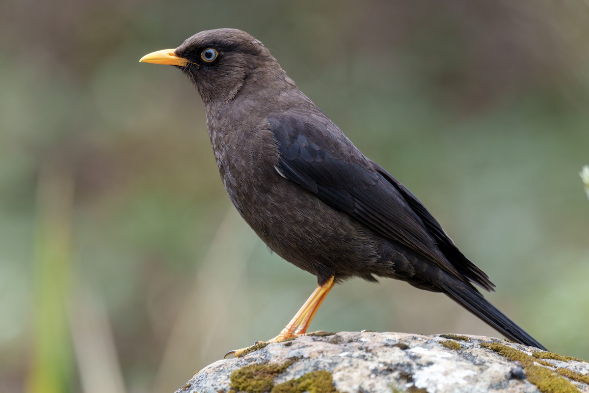 Sooty Thrush - ML564990971