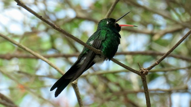 Cuban Emerald - ML564991331