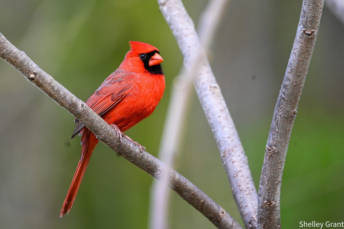 Northern Cardinal - ML564991501
