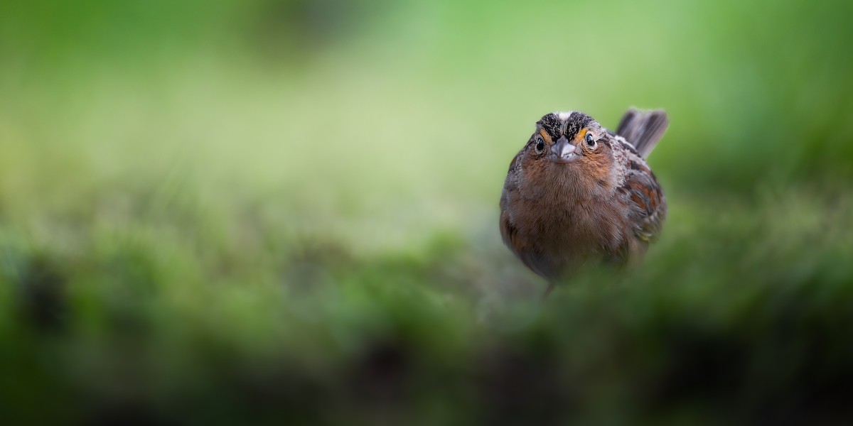 Grasshopper Sparrow - ML564991511