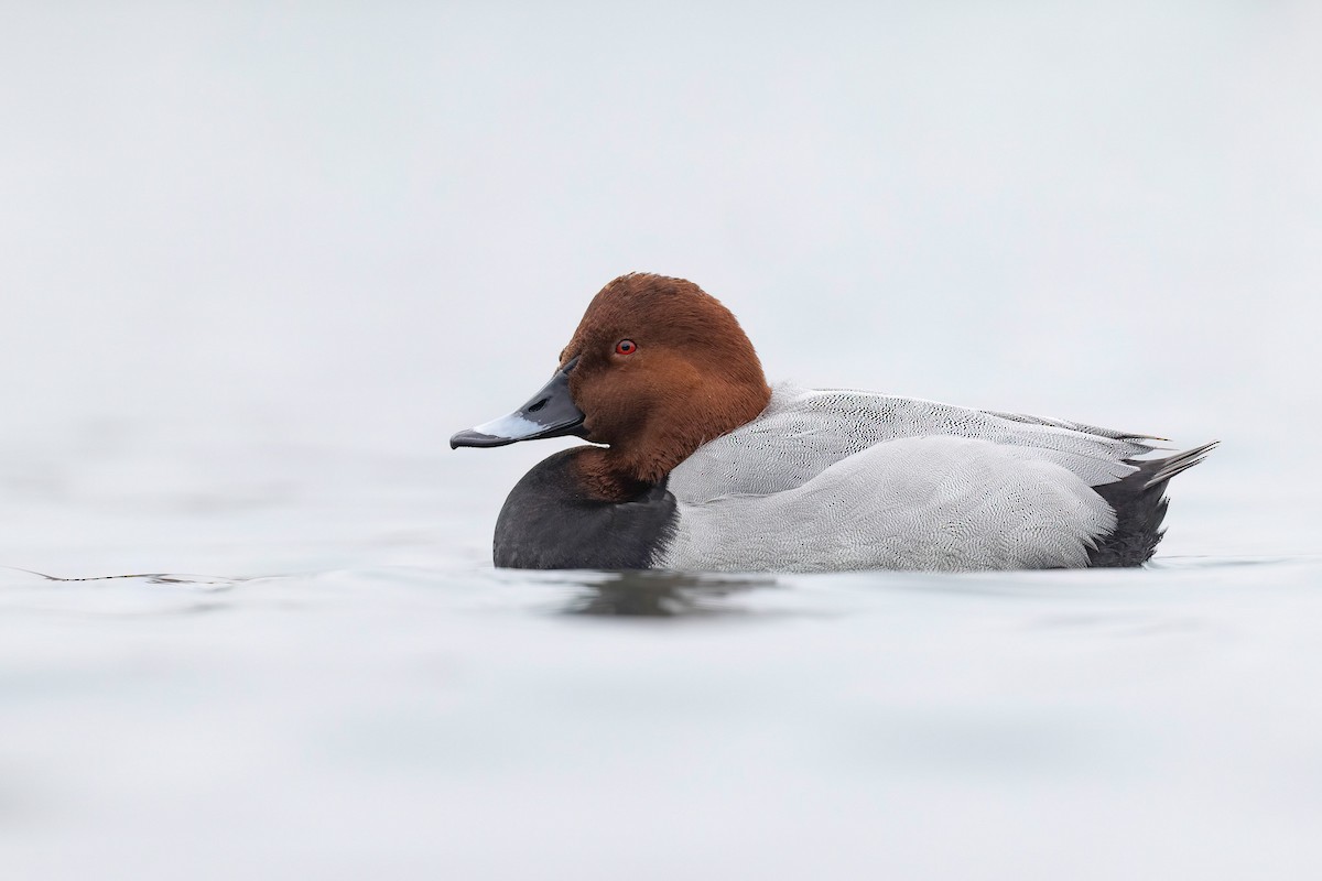 Улаан хүзүүт шумбуур - ML564992061