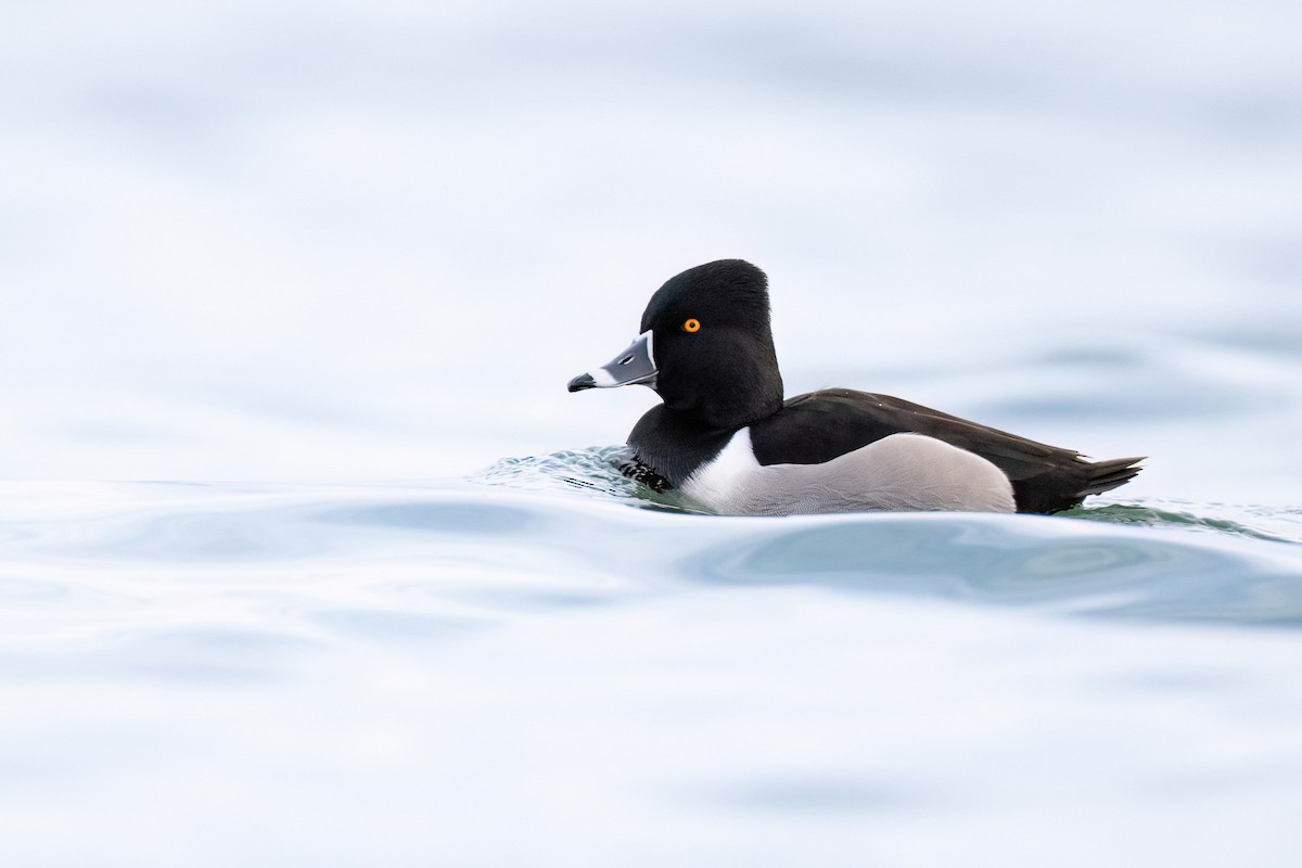 Ring-necked Duck - ML564992131