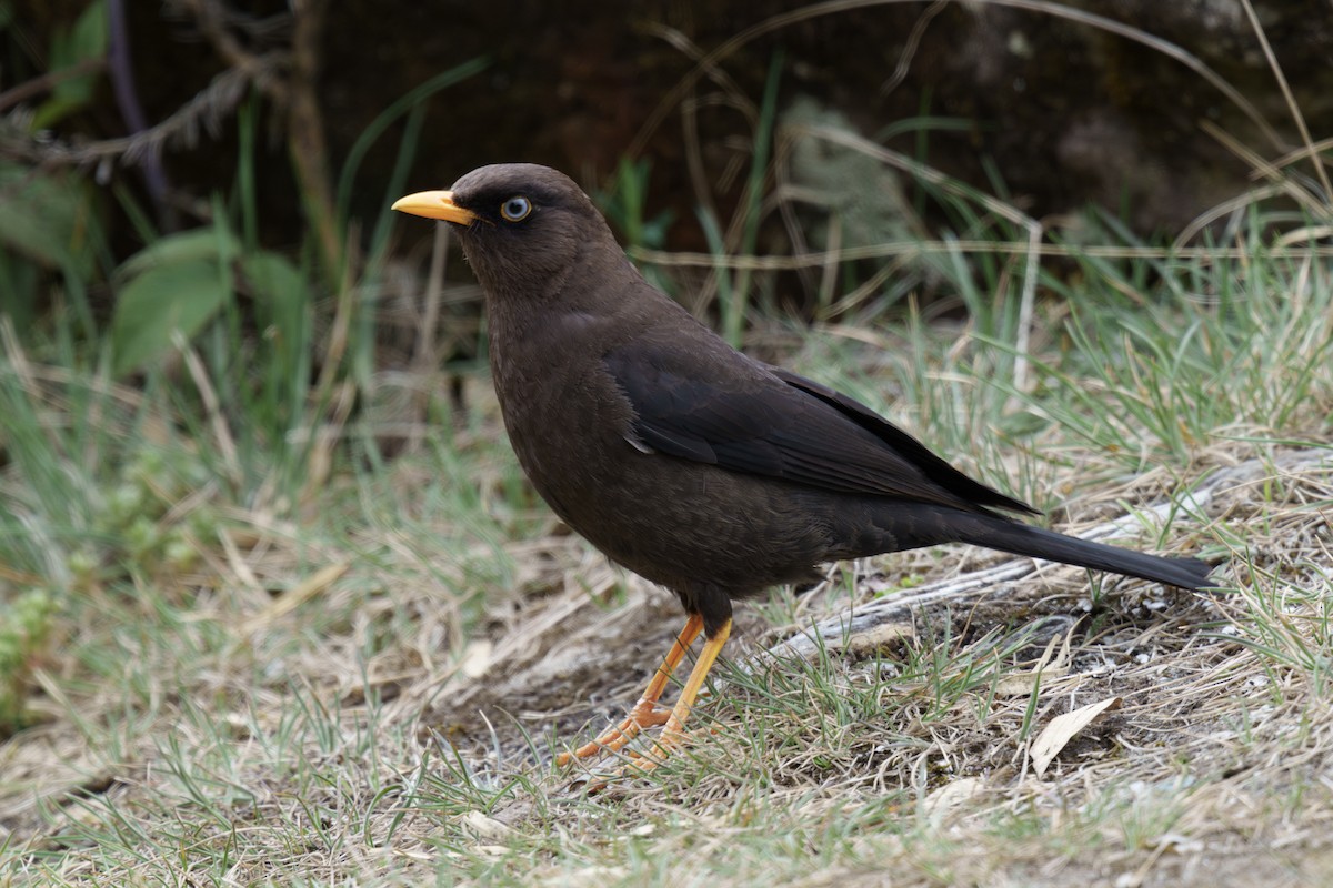 Sooty Thrush - ML564992181