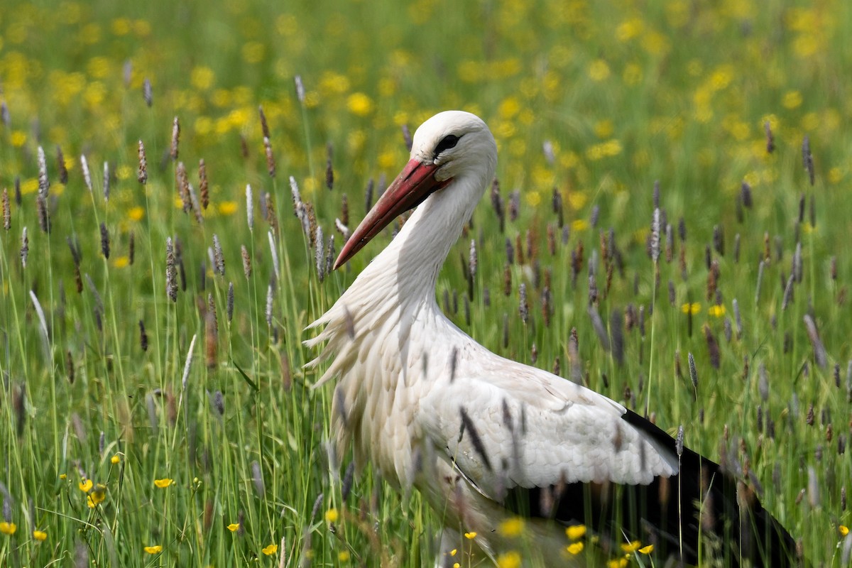 White Stork - ML564992421