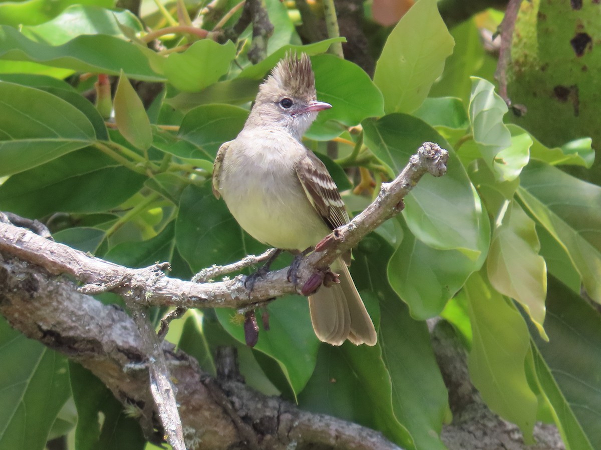 Yellow-bellied Elaenia - Carolina Molina Pérez