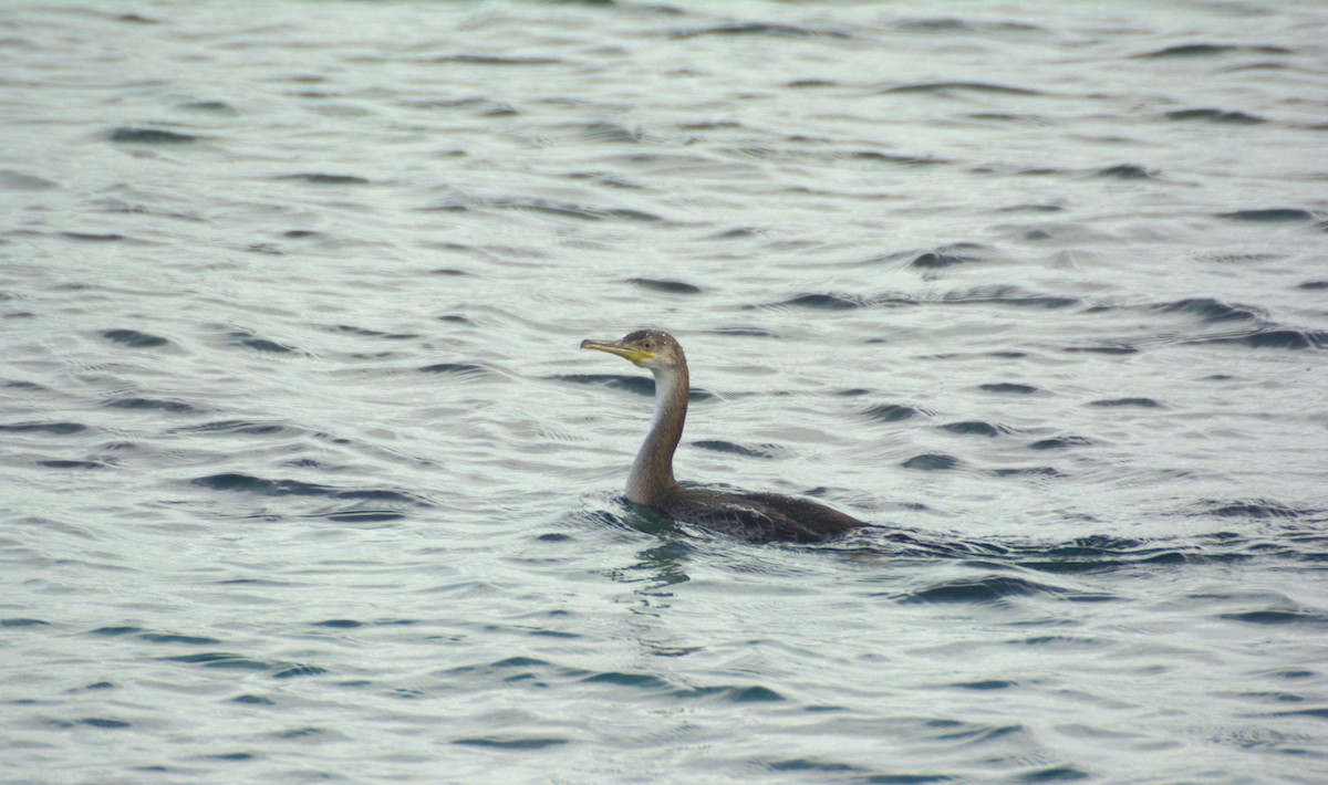 European Shag - José Juan Ramon