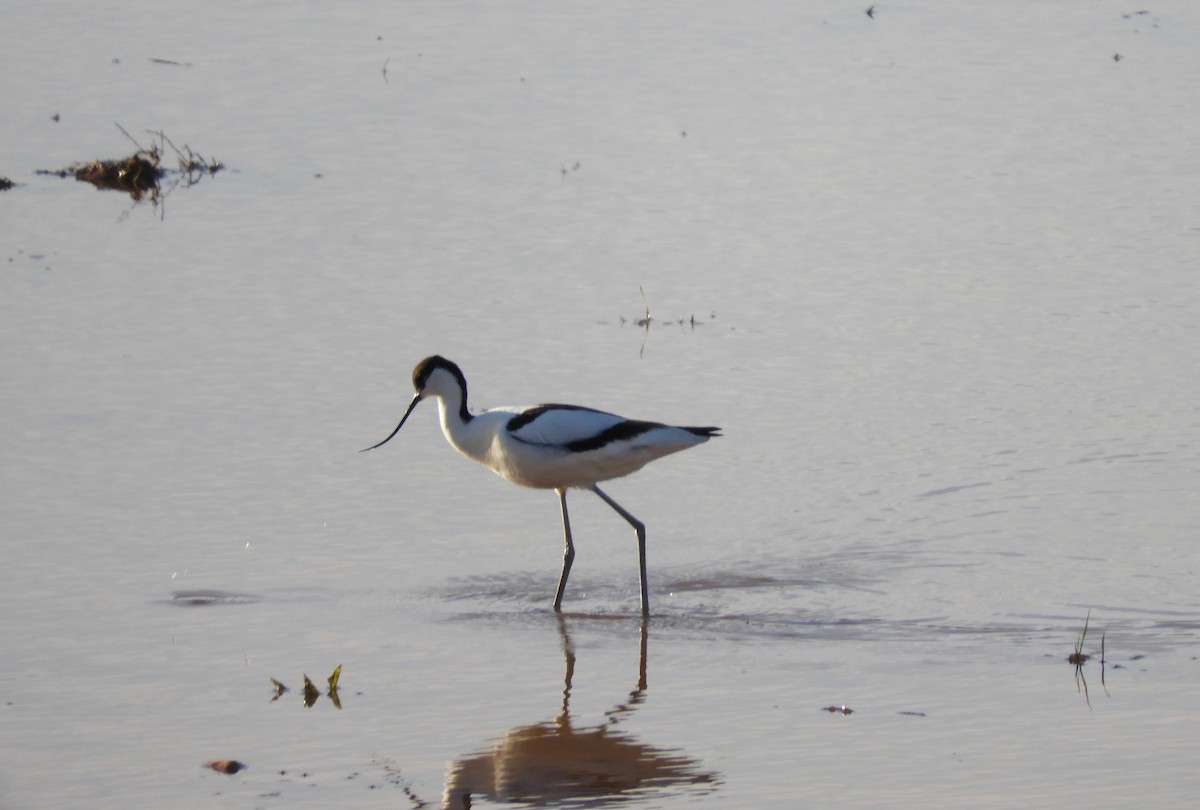 Pied Avocet - Antonio Llópez Moreno