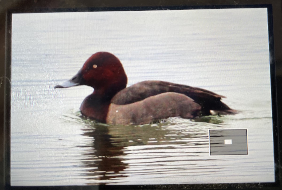 Common Pochard x Ferruginous Duck (hybrid) - ML564995611