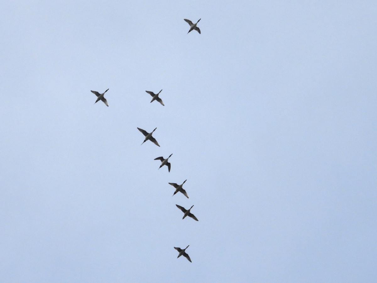 Northern Pintail - ML564996511