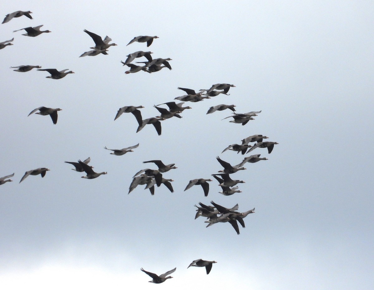 Greater White-fronted Goose - ML564996601