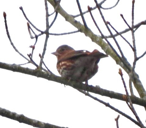 Fox Sparrow - ML564996891