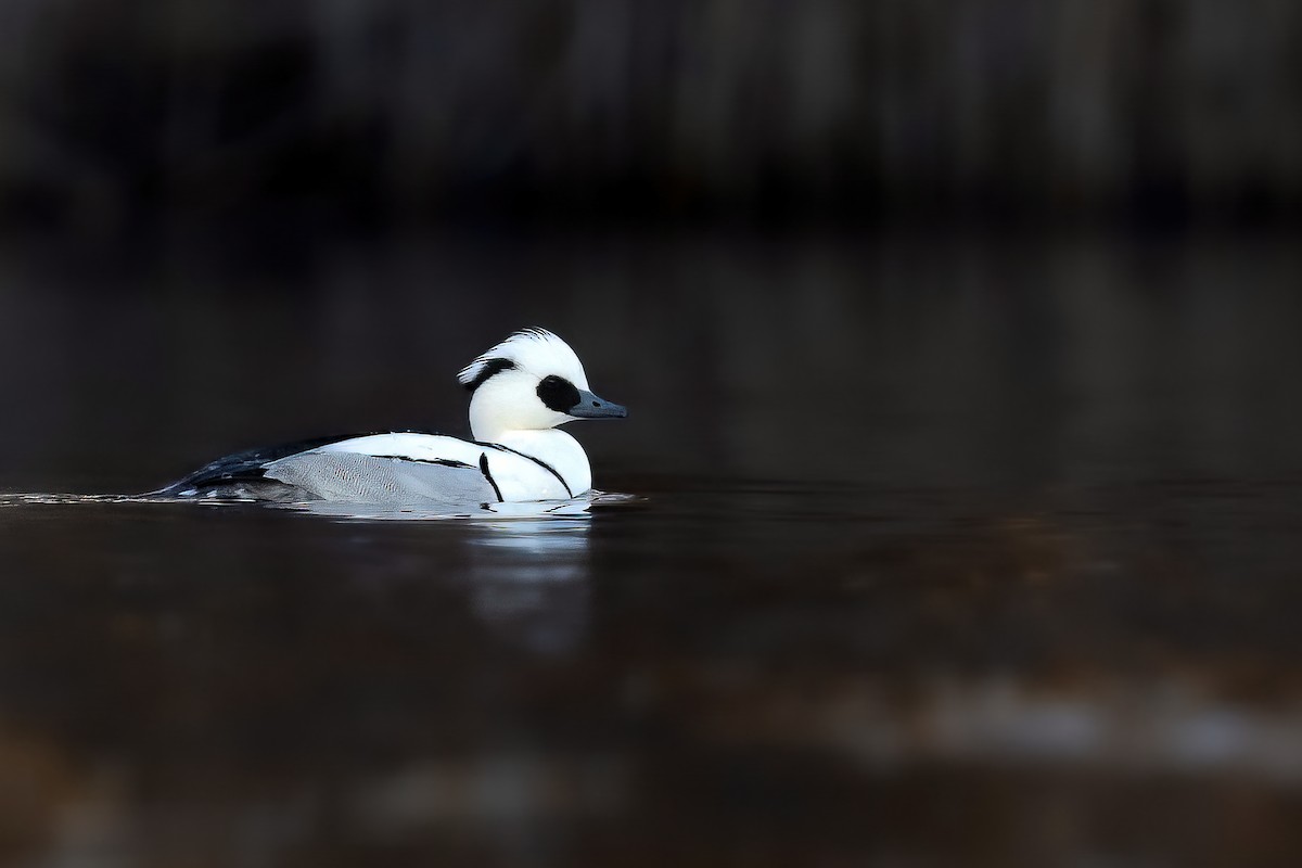 Smew - ML564997011