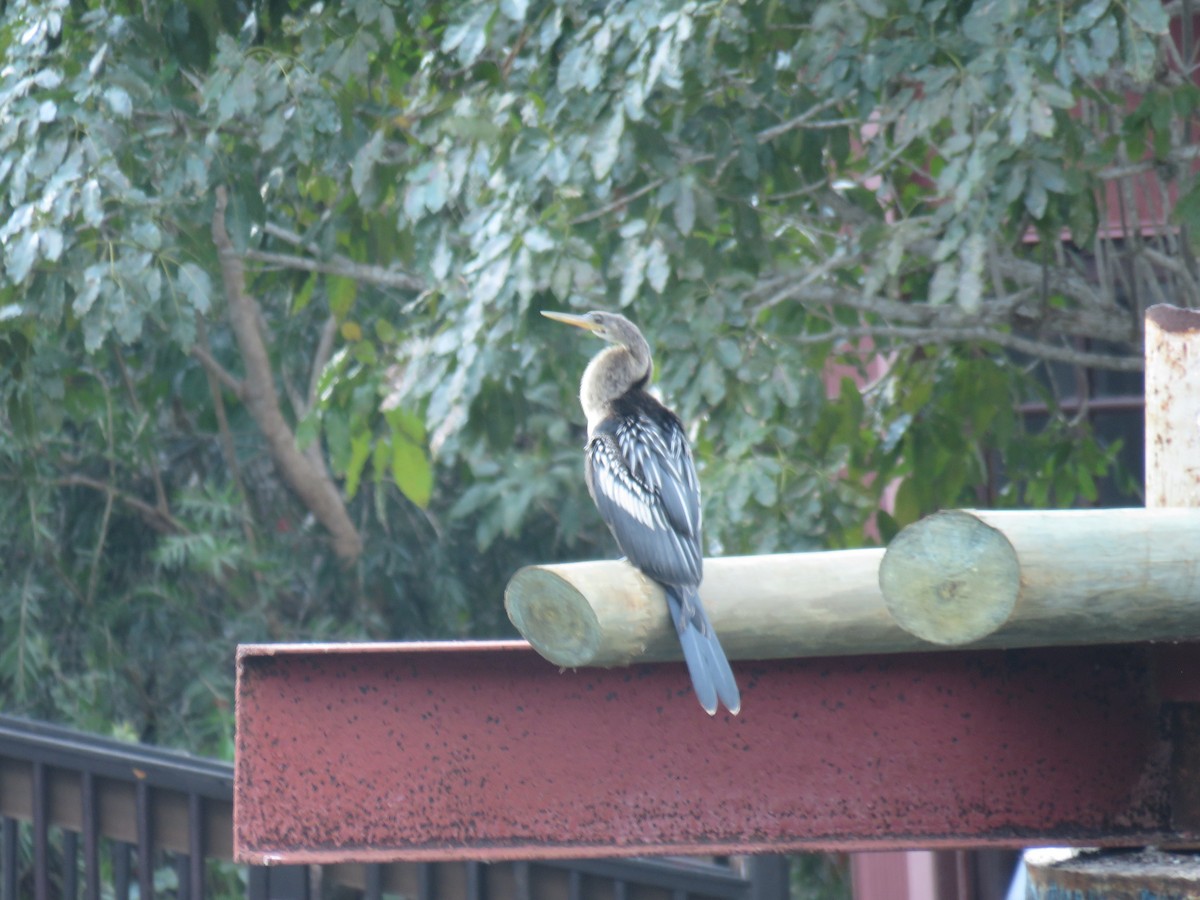 Anhinga d'Amérique - ML564997211